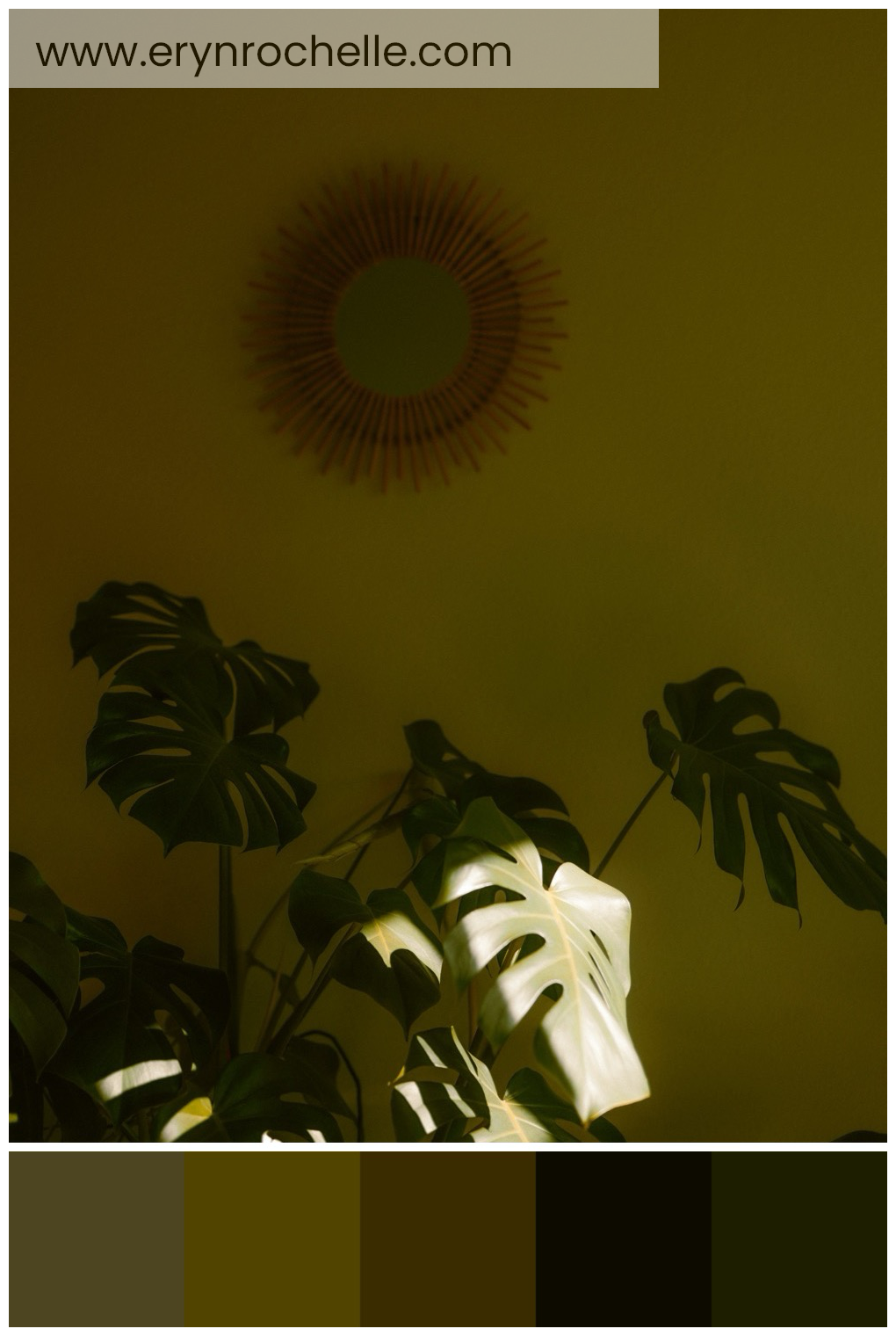 Sunlit Monstera leaves with a sunburst mirror on a wall in the background.