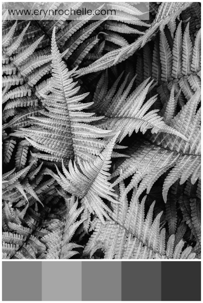 A black and white photograph of fern leaves, featuring a monochrome palette with shades ranging from soft gray to dark charcoal.